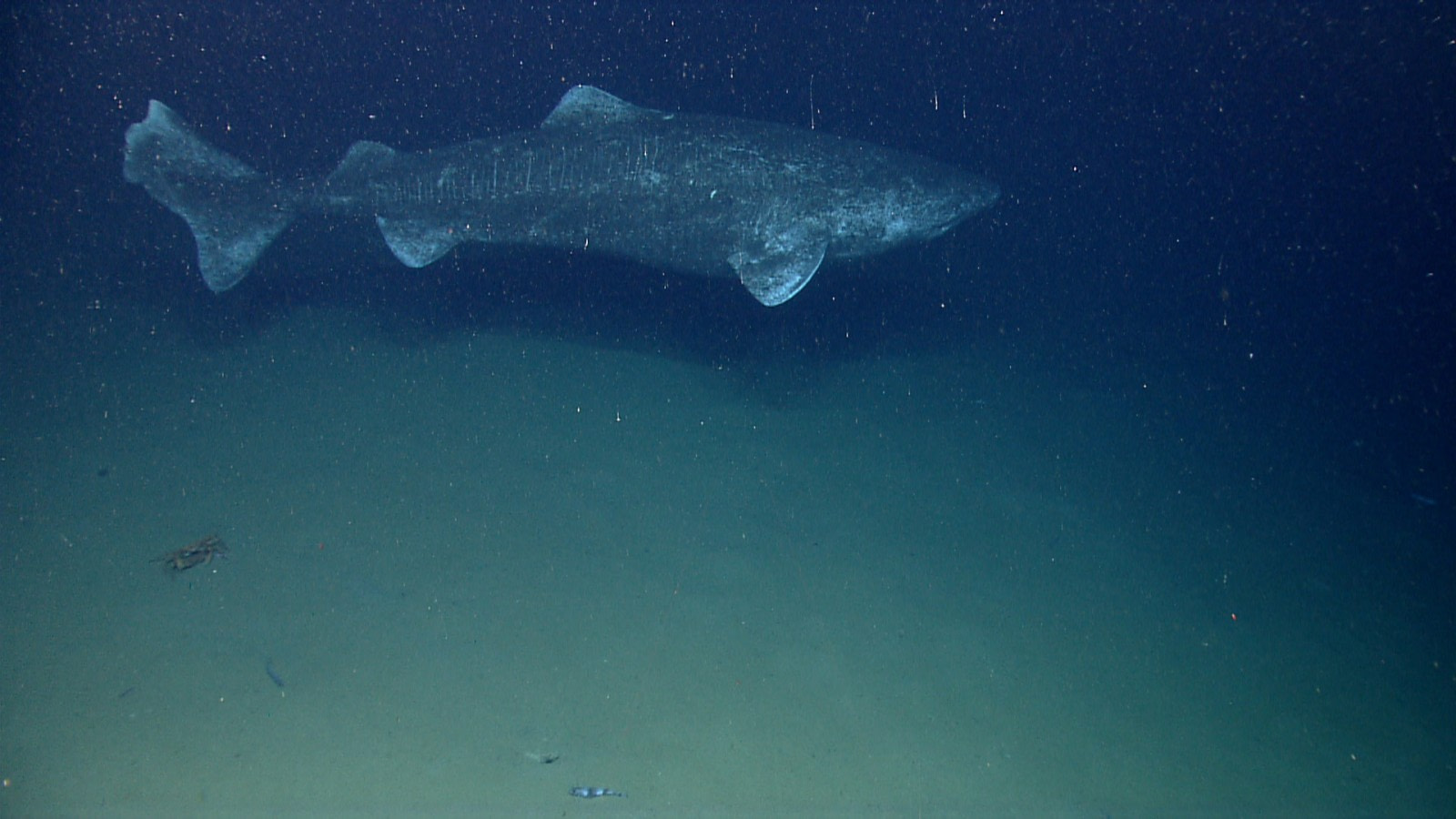 9 Facts about the Greenland Shark