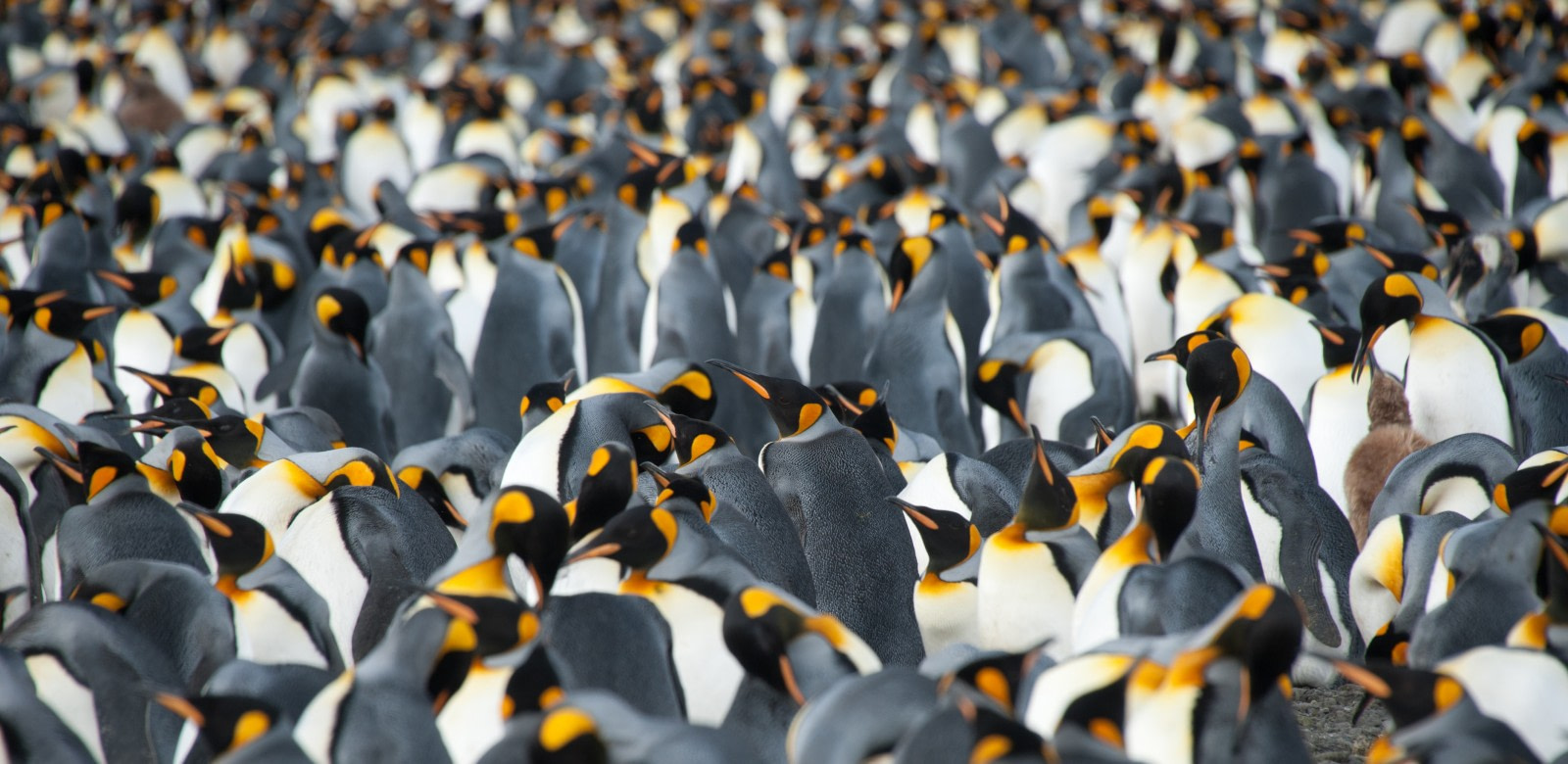 Experience King Penguins, Seals and More in South Georgia