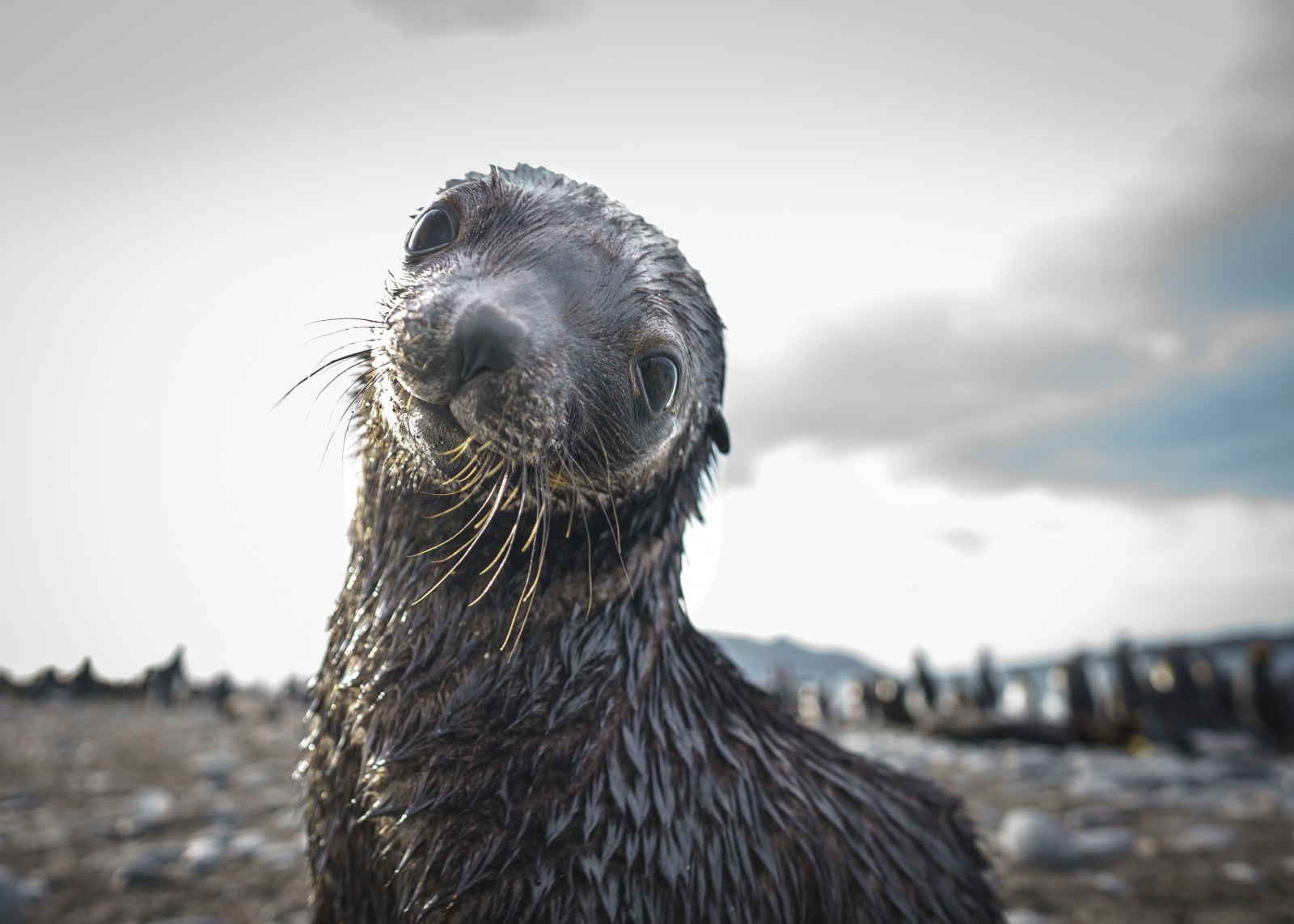 The secrets of Antarctic seals revealed