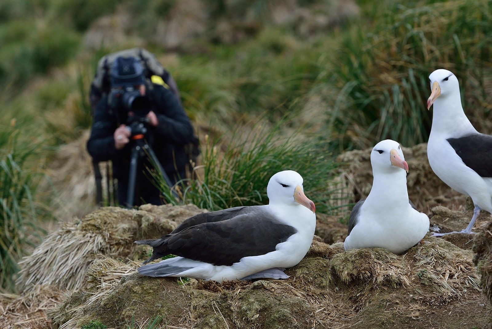 15 Falkland Islands Bird Photos