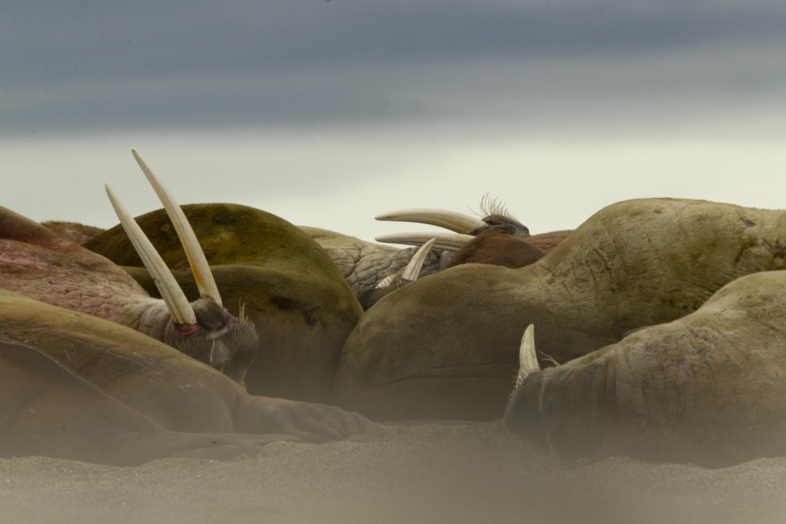 15 Toothy Facts About the Atlantic Walrus