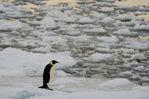 The Ways and Wildlife of the Weddell Sea - Nexta Expeditions