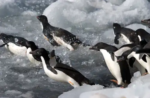 Adélie Penguins: the Little People of the Antarctic - Nexta Expeditions