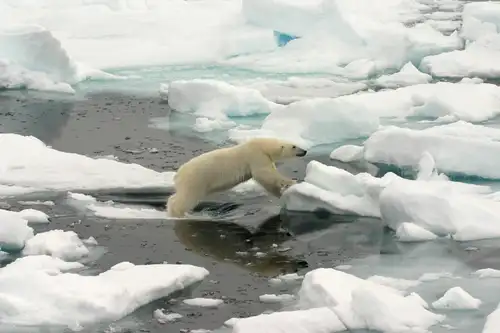 Spitsbergen: a true polar bear trip - Nexta Expeditions