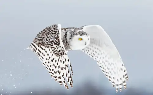 Secrets of the Snowy Owl: Habitat, Adaptations, and Other Facts - Nexta Expeditions