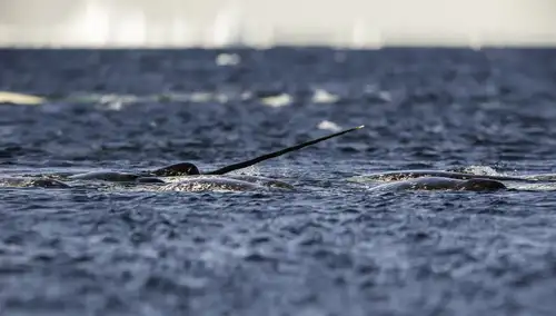 Narwhals: the Aquatic Unicorns of the Arctic - Nexta Expeditions