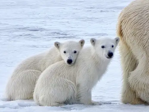 Where the Polar Bears Roam - Nexta Expeditions