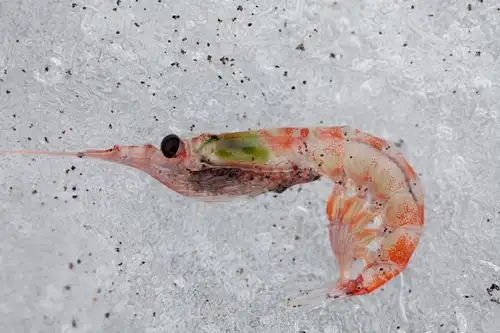 Antarctic krill: Antarctica's Superfood - Nexta Expeditions