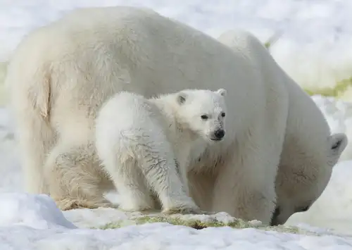 Arctic Icon: 10 Facts about the Polar Bear - Nexta Expeditions