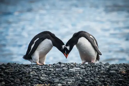 Polar Amore: 14 Wildlife Pics to Warm up Your Valentine’s Day - Nexta Expeditions