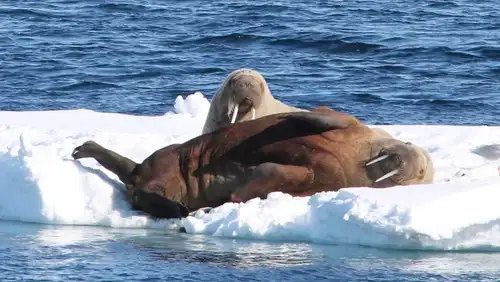 Svalbard’s 12 Most Iconic Animals - Nexta Expeditions