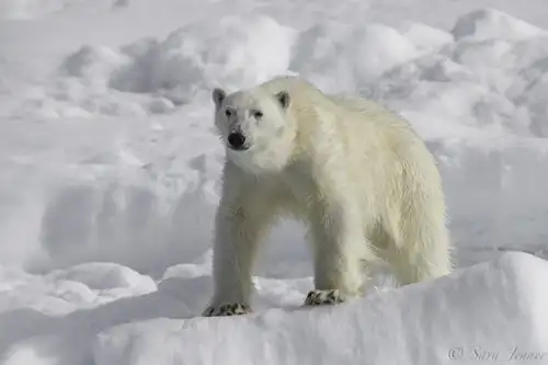 International Polar Bear Day - Nexta Expeditions