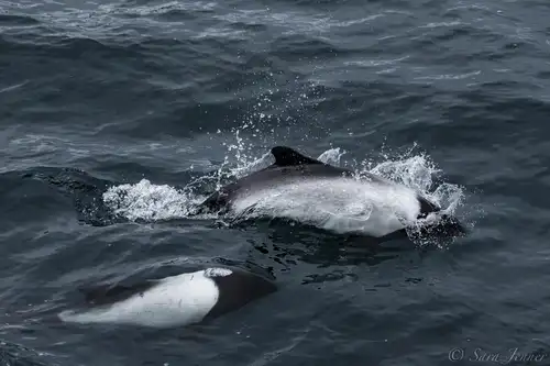 The Small but Social Commerson’s Dolphin - Nexta Expeditions