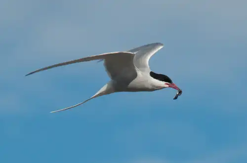 Birding Opportunities Abound in Spitsbergen - Nexta Expeditions