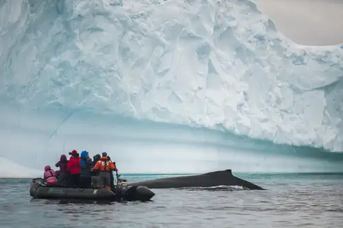 A Day of Whale Watching in Antarctica - Nexta Expeditions