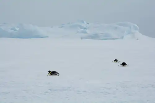 Encounter with the emperor penguin in Antarctica - Nexta Expeditions