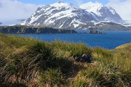 Flowers in Antarctica - Nexta Expeditions