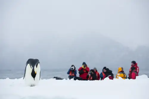 Five Reasons You Should Cruise the Ross Sea Immediately - Nexta Expeditions