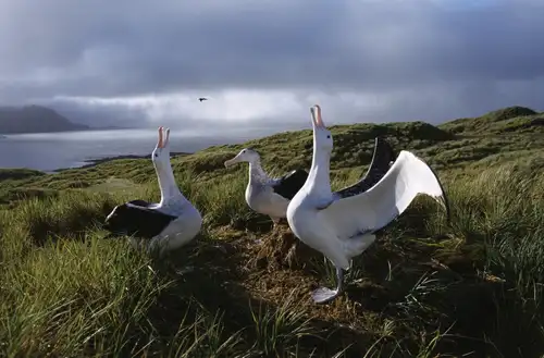 Albatross, penguin and krill research in Antarctica - Nexta Expeditions