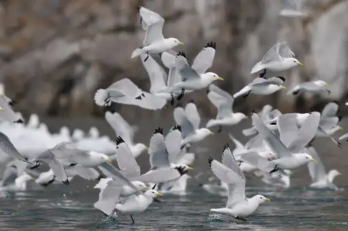 Five Birds You Might See on Your Greenland Cruise - Nexta Expeditions