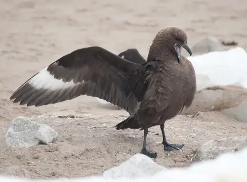 Fierce and Feathered: the Skuas of Antarctica - Nexta Expeditions