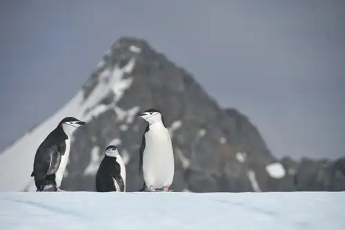 11 South Orkney Animals: Whales, Seabirds, and Penguins Aplenty - Nexta Expeditions