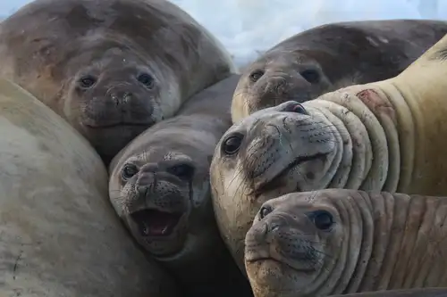 Large and in Charge: Antarctica’s Southern Elephant Seals - Nexta Expeditions