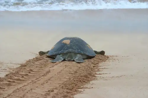 The Overlooked Treasures of Ascension Island - Nexta Expeditions