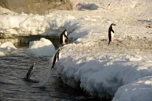 10 Terrific Antarctic Bird Facts - Nexta Expeditions