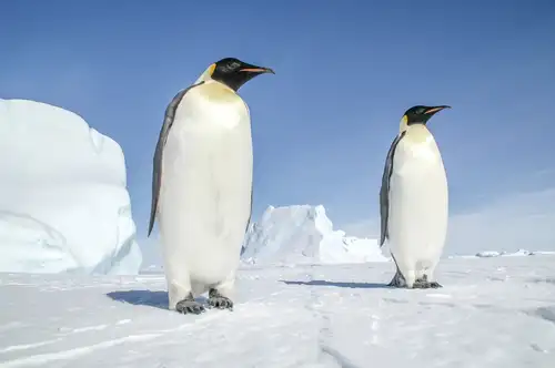 Antarctic Icon: 44 Facts About the Emperor Penguin - Nexta Expeditions