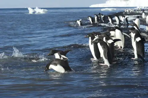 Adélie penguins in the Ross Sea - Antarctica - Nexta Expeditions