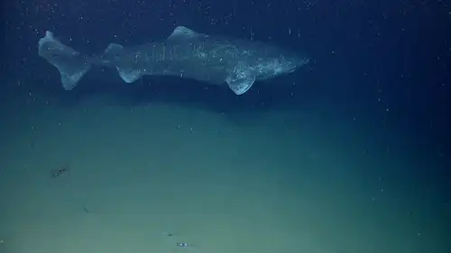 9 Facts about the Greenland Shark - Nexta Expeditions