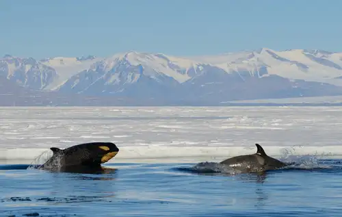 Orcas (aka Killer Whales) of Antarctica and the sub-Antarctic - Nexta Expeditions