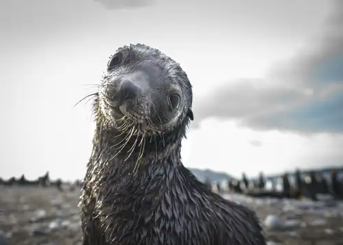 The secrets of Antarctic seals revealed - Nexta Expeditions