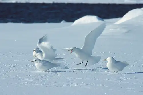 Birds of the North: 29 Arctic Birds and Seabirds - Nexta Expeditions