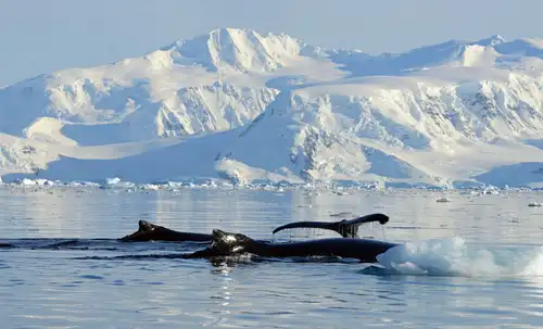 Humpback Whales: the Stars of the Western Antarctic Peninsula - Nexta Expeditions