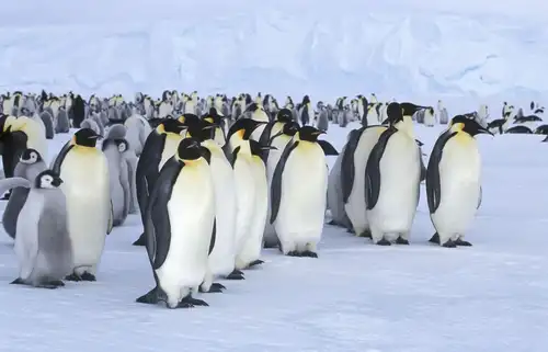 Imperial Antarctica: the Snow Hill Emperor Penguins - Nexta Expeditions