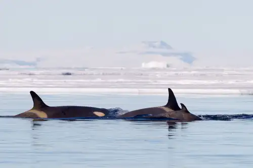 Antarctica’s first Marine Protected Area - Nexta Expeditions