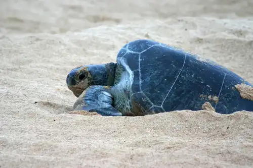 Going Green: Ascension Island Sea Turtles - Nexta Expeditions