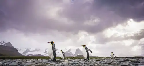 Penguins, Albatrosses, Petrels: The Winged Wildlife of South Georgia - Nexta Expeditions