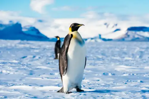 Penguins, Petrels, and Prions: Top Antarctica Bird Tour Spots - Nexta Expeditions