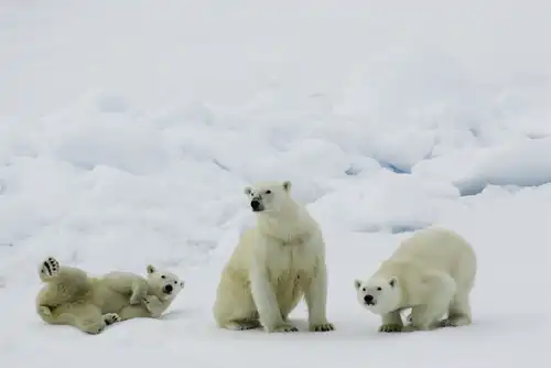 Polar bear encounter in Spitsbergen - Nexta Expeditions