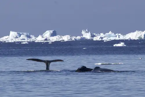 The bowhead whale, whaling about the Arctic - Nexta Expeditions