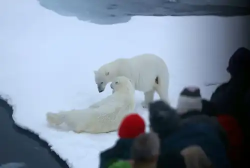 The Pack Ice and Polar Bears of North Spitsbergen - Nexta Expeditions