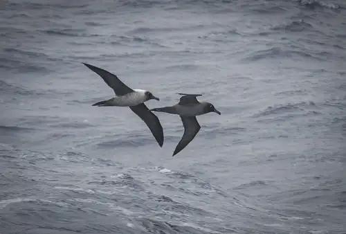 Birds of the South: 33 Antarctic Birds and Seabirds - Nexta Expeditions