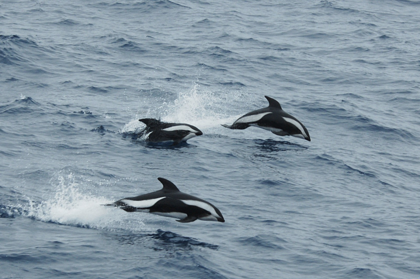 Antarctica’s Hourglass Dolphin