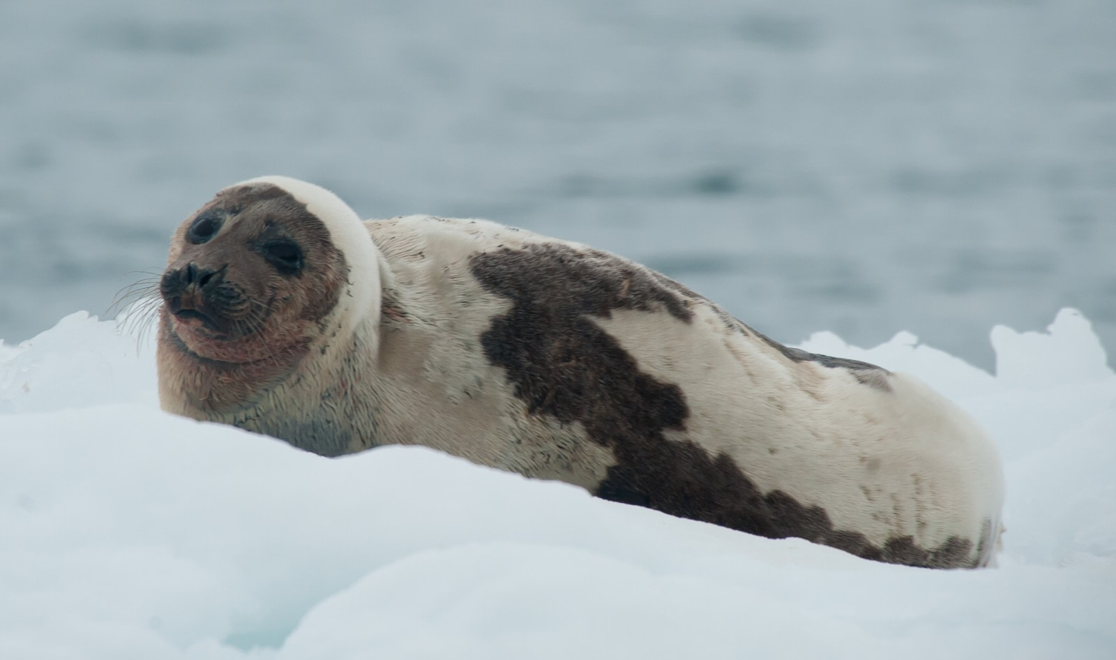 Harp seals harping on in Greenland