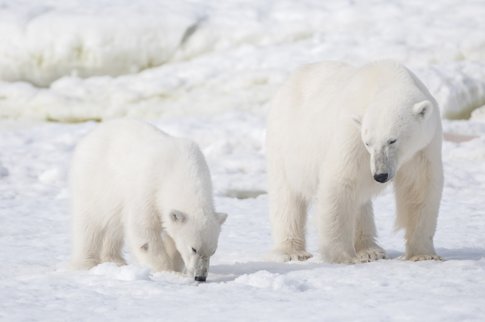 The polar bear: king of the Arctic food chain