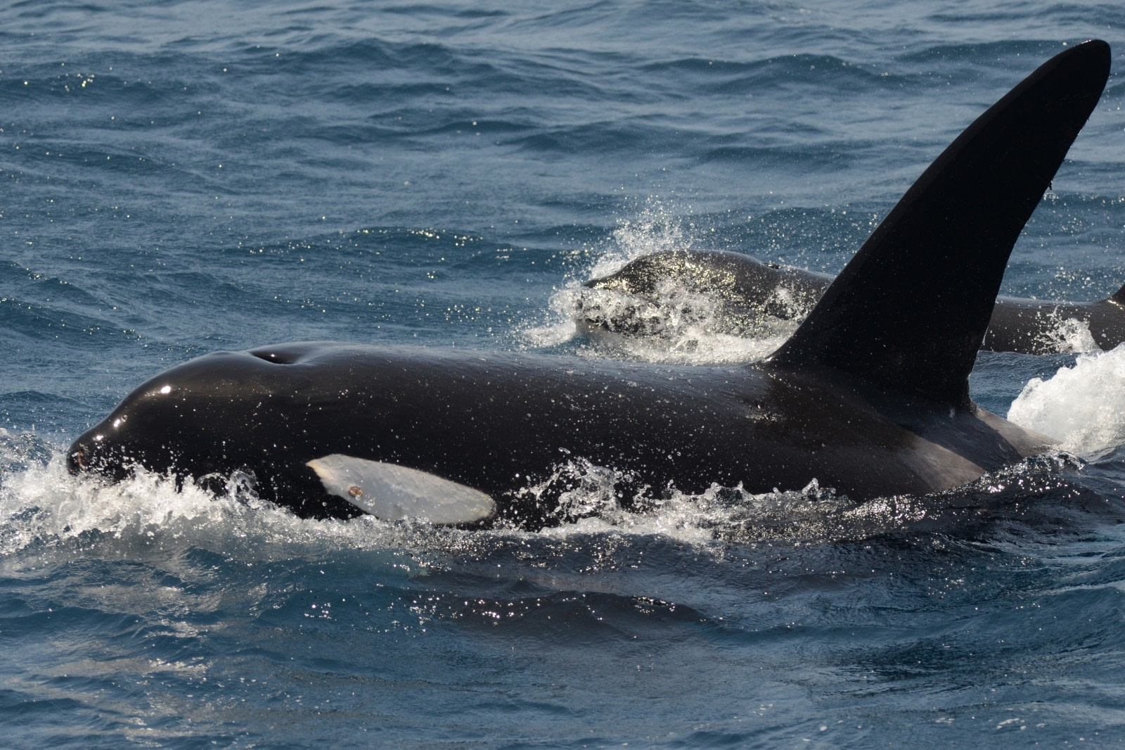 8 Whales You Might See During Your Antarctica Cruise