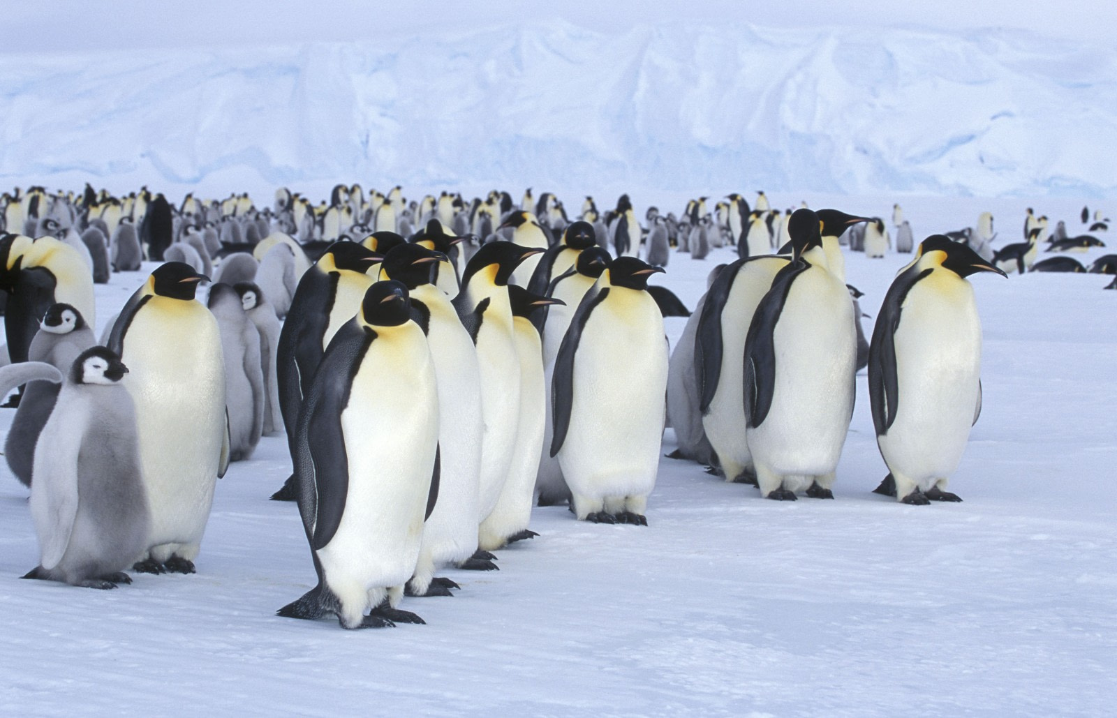 Imperial Antarctica: the Snow Hill Emperor Penguins